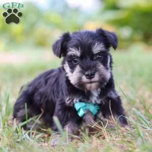Preston, Miniature Schnauzer Puppy